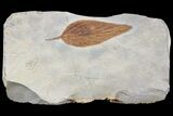 Detailed Fossil Hackberry Leaf - Montana #80787-1